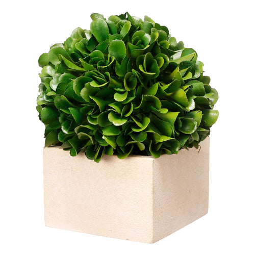 Boxwood Boxed Topiary Petit